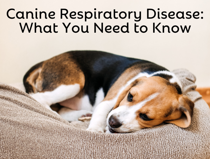 Canine Respiratory Disease on the Rise Symptoms and Prevention